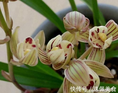 以“香味”著名的兰花,正格荷瓣,花香四溢,易芽易花,四季开花