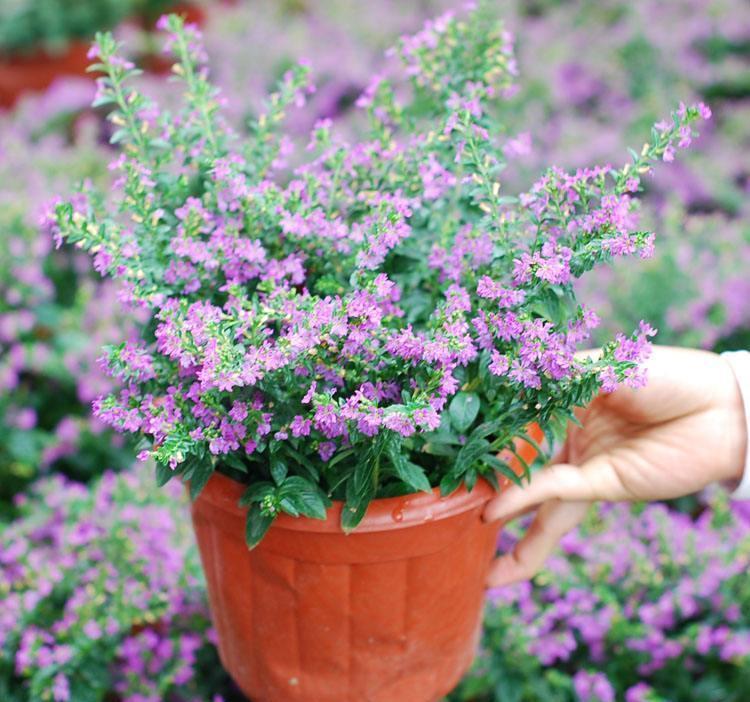 想在家里养养花，新手应该如何选购合适的花卉