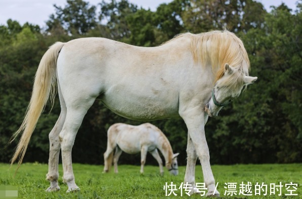 冬马|生肖马之人，你是春天出生还是冬天出生出生季节决定你的财富！