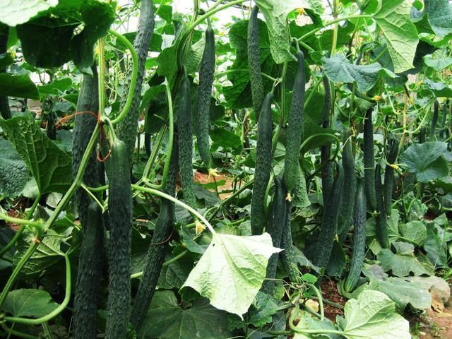 买黄瓜时,遇到4种转身就走,5毛1斤也不要,为了健康别图便宜