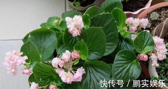 养护|养花技巧粗生粗养也能四季开花!少养1种都觉得亏了