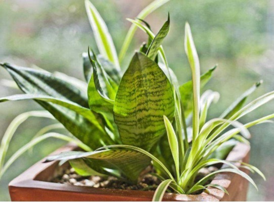 新手懒人最爱养这款植物，不用操啥心，枝头窜满花苞，美成小花园