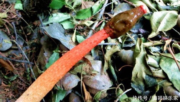 食用|此物被称为“一柱红”,路过请高抬贵脚,别踩到,因为太珍贵了