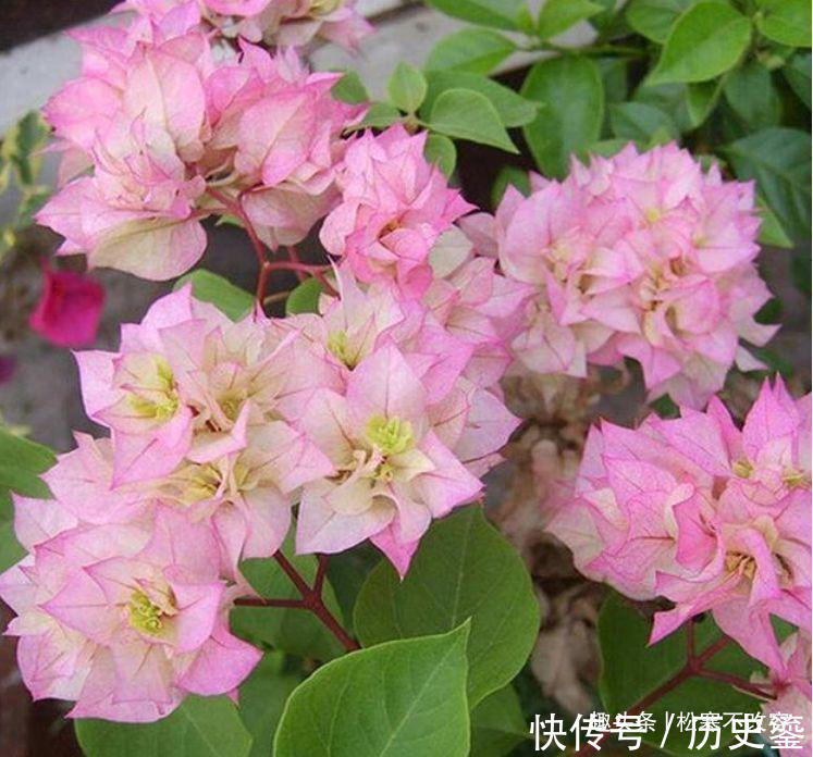 几种花全年都开花，养在阳台特合适，花朵多又艳，直接变成小花园