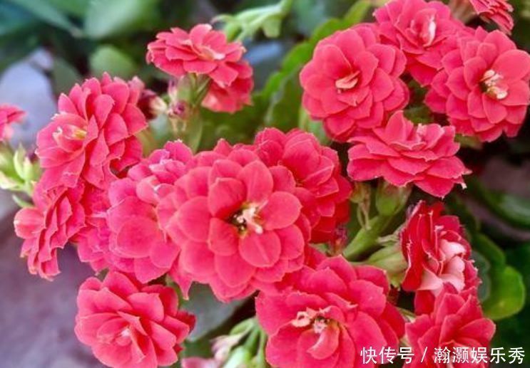 三角梅|3种花深受花友的喜欢,开花爆盆很简单,一次开花300朵