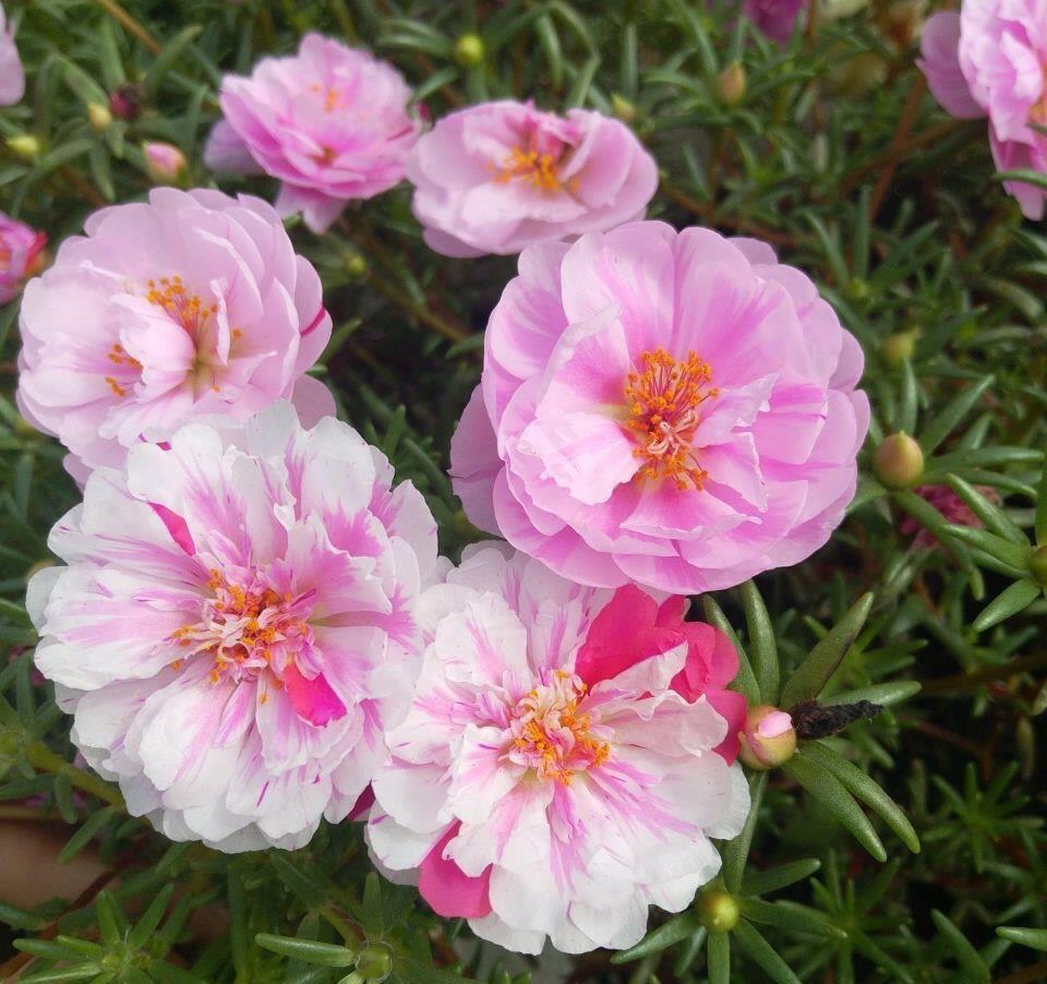 太阳花怎么过冬?用一种方法,顺利过冬,来年开花更多更美