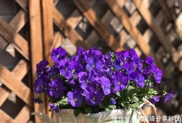 露台|两个孩子的妈妈,利用空闲时间,在露台打造出一片花的海洋