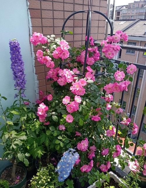 想拥有一面花墙吗？养棵“安吉拉”吧，春夏秋三季开爆，又美又香