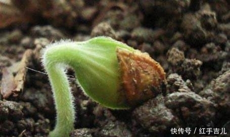 阳台|1棵南瓜，盆栽到阳台，南瓜菜一家人都吃不完