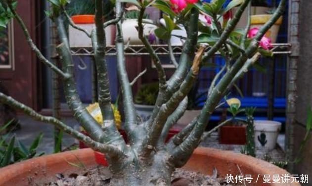 适合懒人养的“怪花”，1个月不浇水，反而还开花更猛了