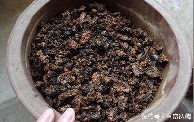 煤渣|捡点它垫在盆底,兰花养20年不烂根,盆栽兰花根肥壮撑爆盆