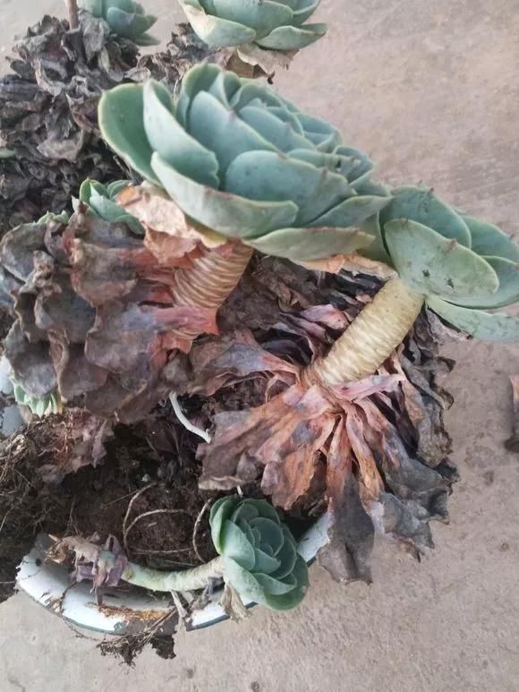 路边被人丢掉的名贵花,丢人也要捡,种盆里就开花