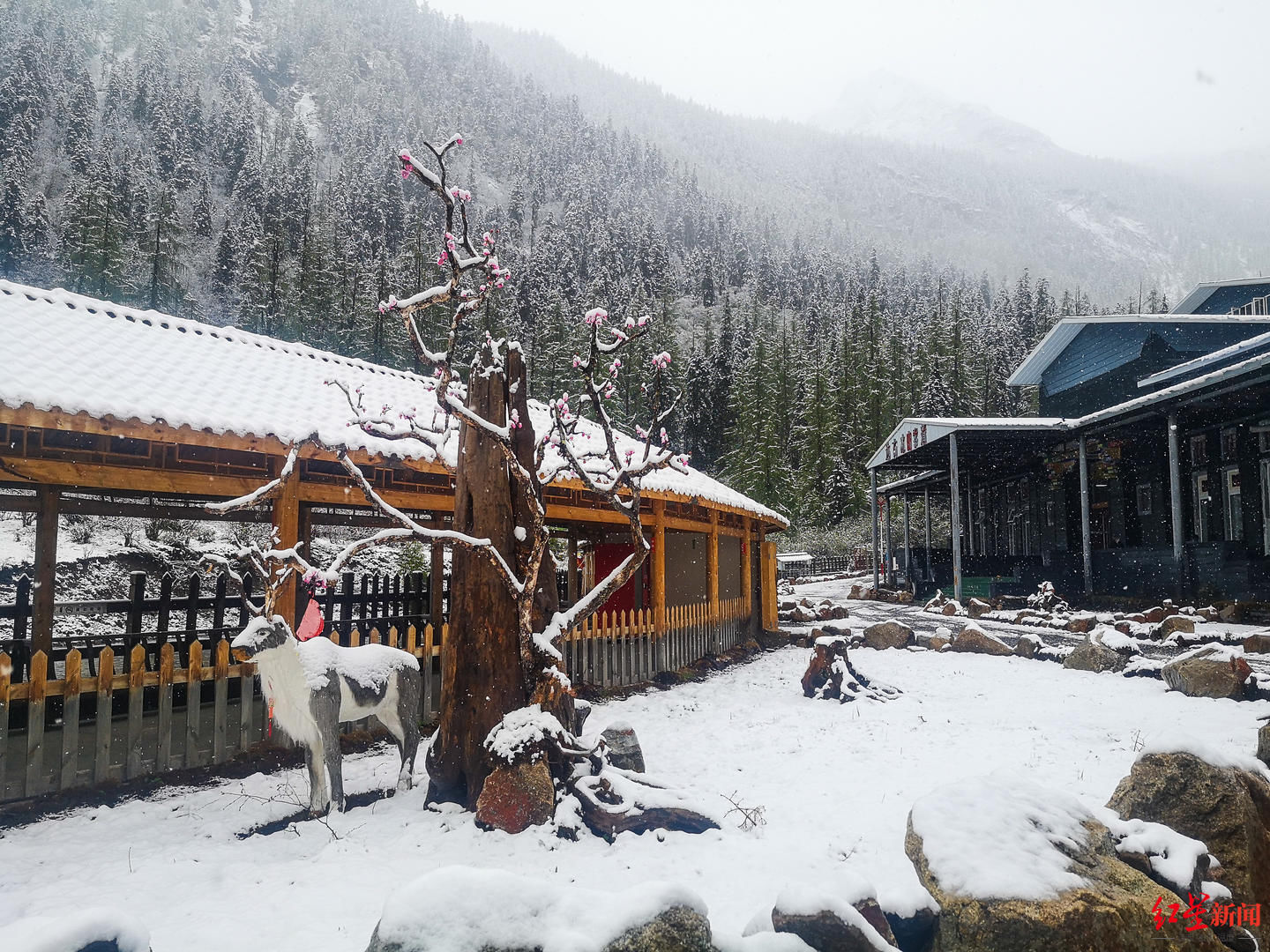 银装|下雪啦！达古冰川银装素裹：厚的地方积雪10多厘米