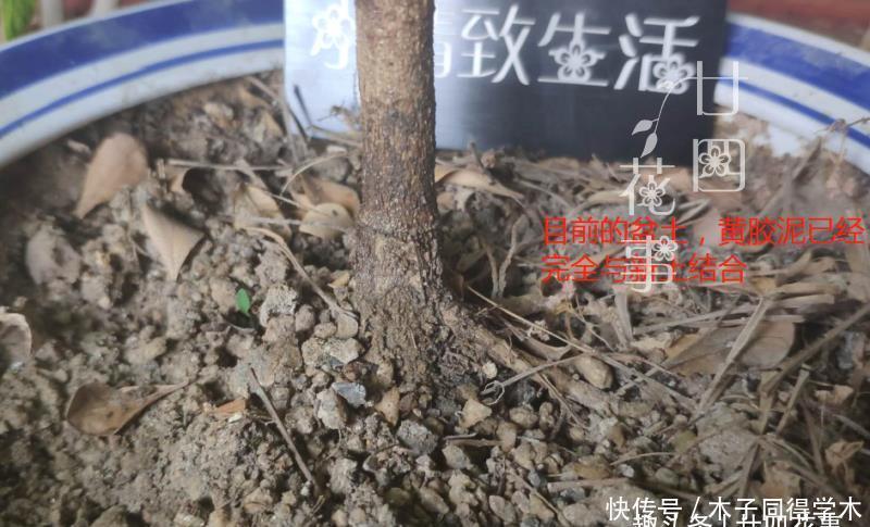 难点|养死过五六盆米兰花,总算得出了点经验:米兰的养护难点在于服盆