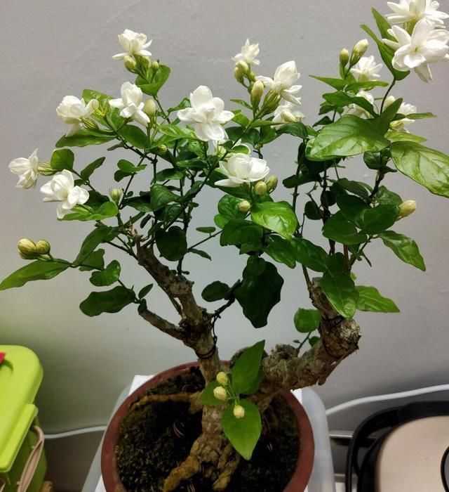 老桩茉莉开花更有“韵味”，学会4招，你也能养出老桩