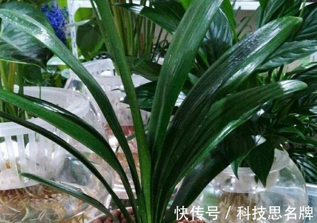 养花别再买多菌灵了,用它来代替,植株生根快,还能省下不少钱