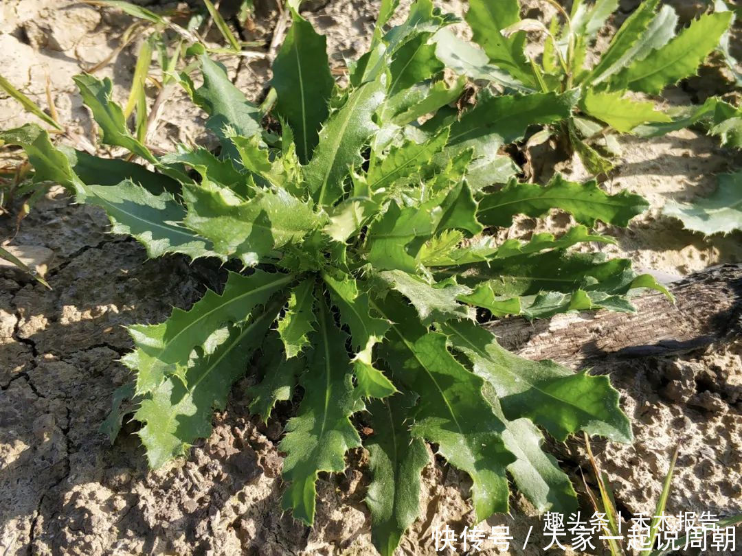 野菜|农村一种满身是刺的野草,见到请别错过,如今15元一斤成高钙菜