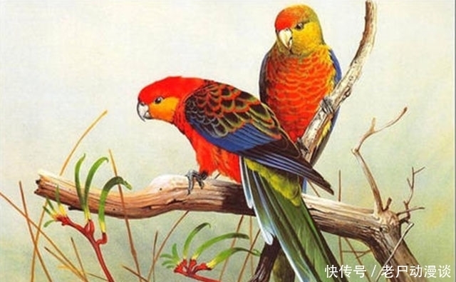 鹦鹉|武则天梦见一只鹦鹉，让狄仁杰解梦，狄仁杰的回答却让她羞惭