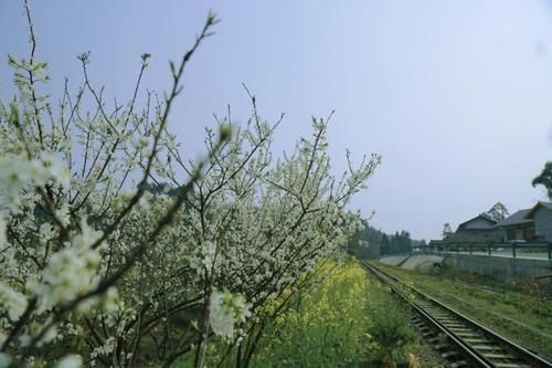 四川犍为：坐上开往花海的小火车