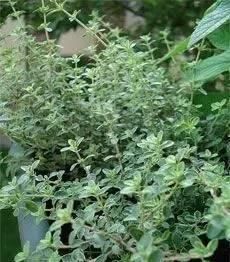 10种出彩的庭院地被花儿,最适合的才是最好的