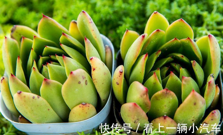 养多肉植物潮土上盆详细步骤，多肉植物艰难时期开始了