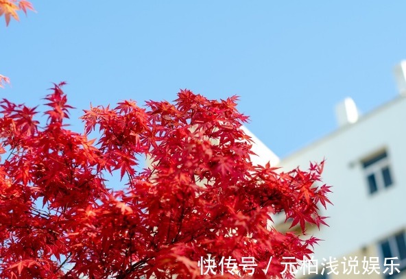 院子里有空地要种三种树,没空地挤挤也要种,寓意深远