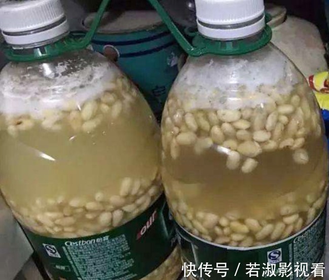 天一转凉，虎皮兰就饿了？常用它喂喂，补营养，盆栽呼呼出新芽