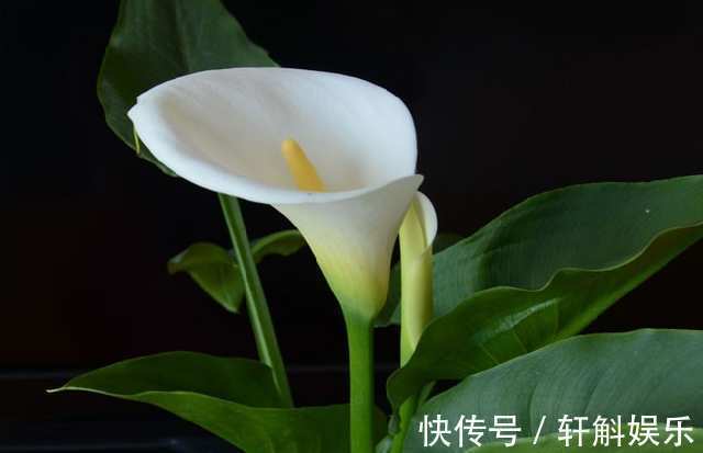 别看这些花草长得美,不要养在家里,“心眼”可坏啦