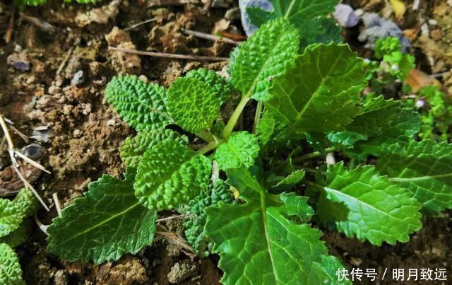 一種野草長得極丑，農(nóng)民見到它就拔掉，現(xiàn)今數(shù)量稀少很珍貴