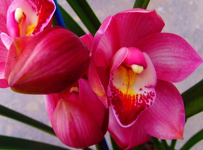  艳丽|养兰首选“大将军”，花色艳丽，香气雅致，格局大方，新手也能养