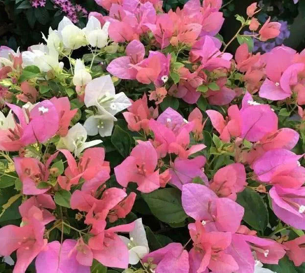 养好三角梅,学会“3个秘诀”,花团锦簇长得旺,年年开花不断!