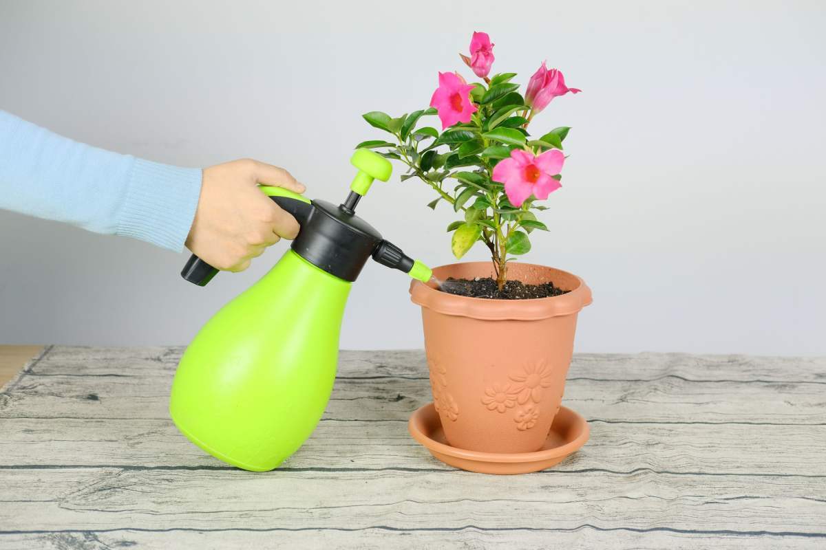 花花|教你一些浇水的方法,从此浇花不再盲目,花长得又快又旺!