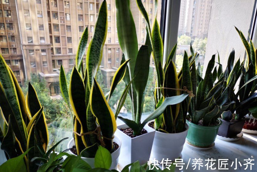 花盆|秋季养虎皮兰，发现有3个“症状”，赶紧换盆，现在更容易成活