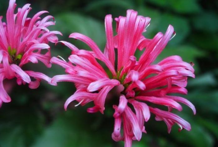 养花,不妨养这四款花,一养就“花开满盆”,漂亮又好养活!