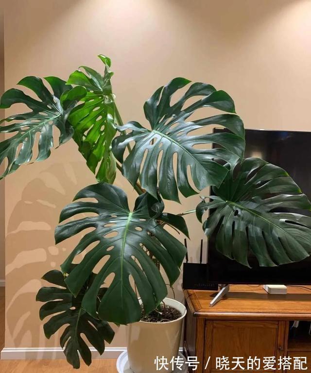 有助于身体健康的三种花,家里务必放一盆