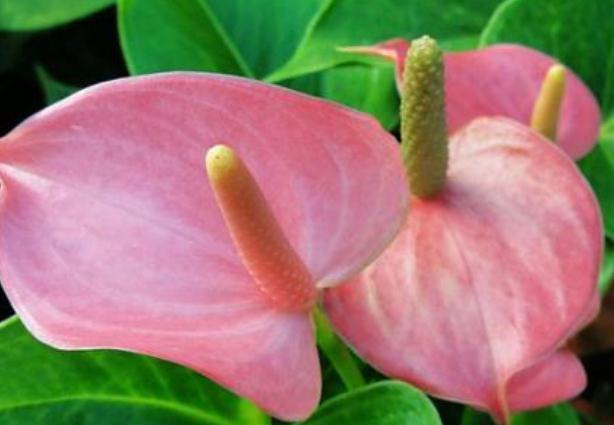 养红掌，学会“转一转”，叶片油亮、花苞多，满屋“红艳艳”