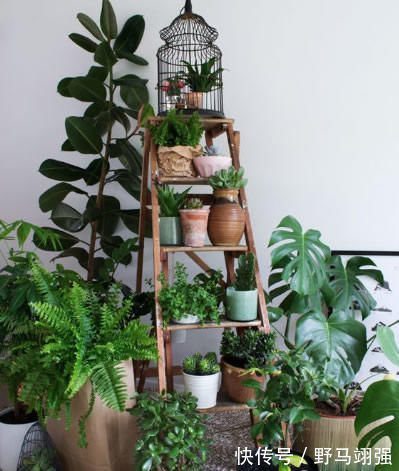 养护|室内养什么植物“风水”好?此6种盆栽,人养花,花亦养人