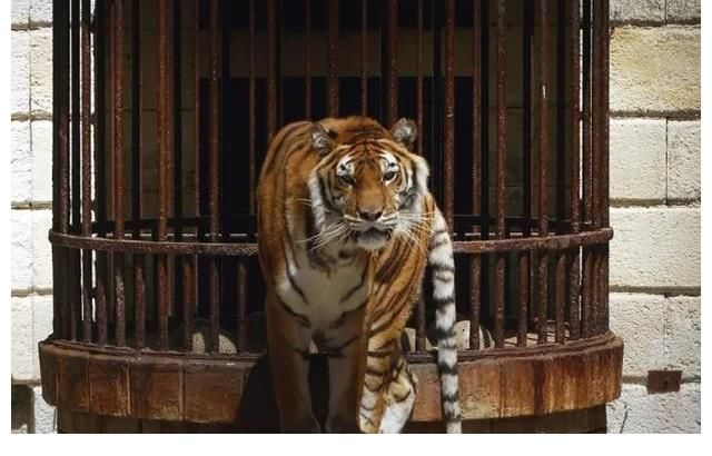 欧洲知名闯关综艺节目《城堡探险》宣布停止使用野生动物