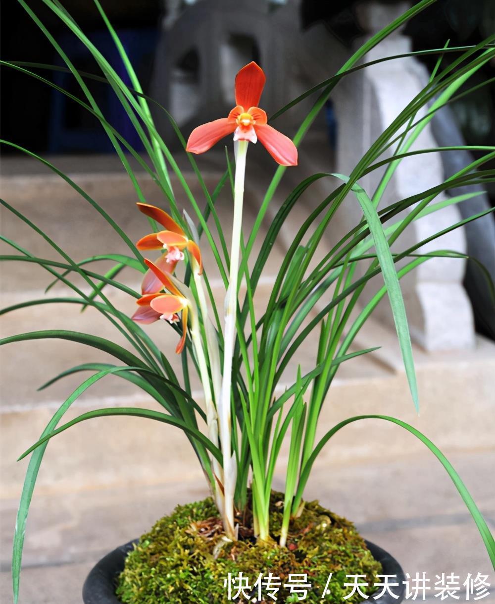 判断|何时才是浇花的最佳时机,可从三大方面,来加以判断