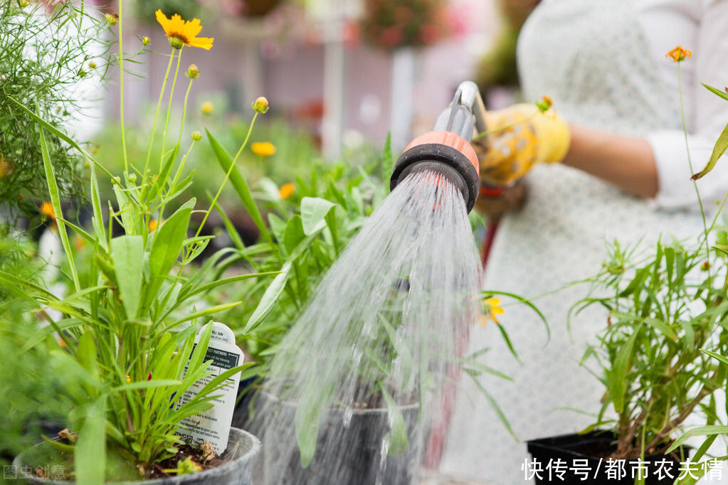  盆土|居家养花必知常识：会浇水，花儿的成活率才会高