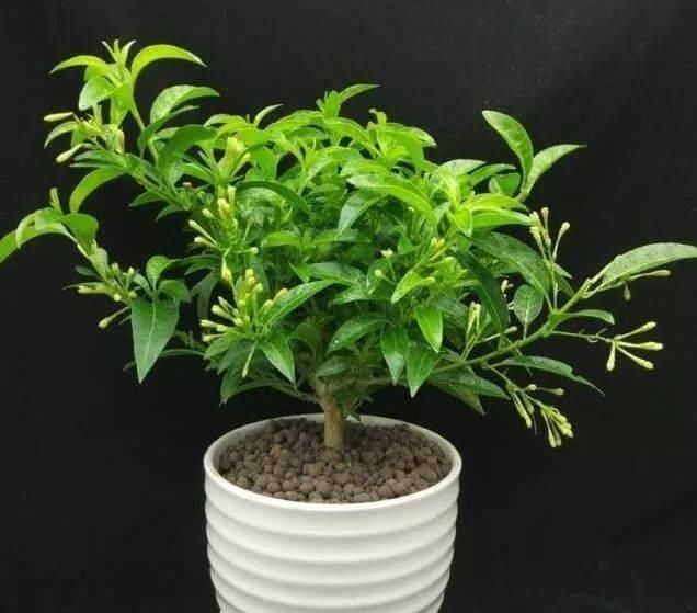 桂花香|这种花比桂花香,比茉莉好闻,家里养一盆,能薰一室香