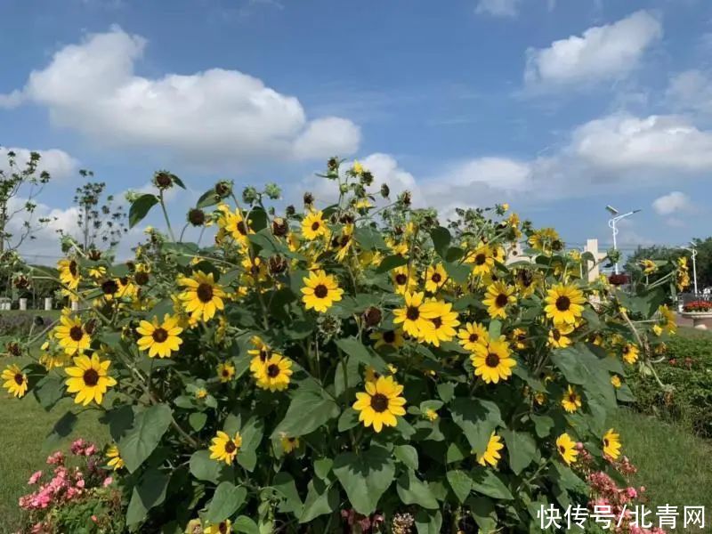 花博会|花博会闭幕！上海一对夫妻“刷”了8次：真的目不暇接！感觉80次都不够