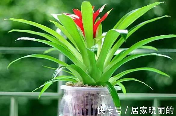 新手|6种水培绿植比绿萝好100倍,新手也不用担心会养死