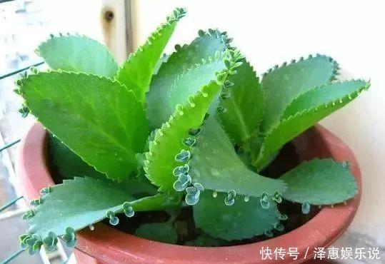 胧月|多肉萌新养这几种，不用打理就能活，省心省事颜值不低