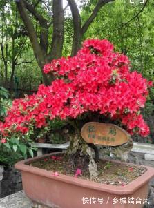 邂逅最美的杜鹃，这样养护花开更鲜艳