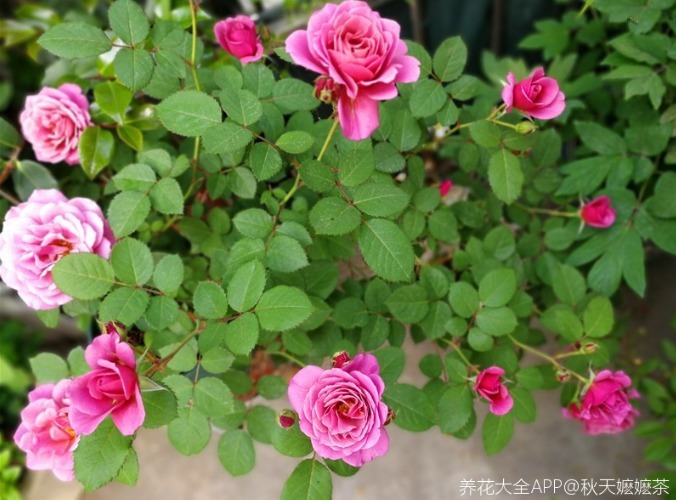 50种绝美月季,随便一棵就能爆满院,这辈子一定要养全!