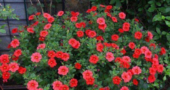 肥料|喜欢养花不如选“百万小铃”,花色丰富,数量繁多,四季开花不断