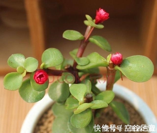花草|养花别傻傻的“浇水”,老花匠教你一招,养什么花都可以“爆盆”