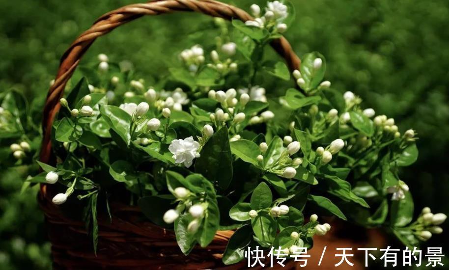 茉莉花|家里养4种花,赶紧喂点大补肥,30天开出一片花海