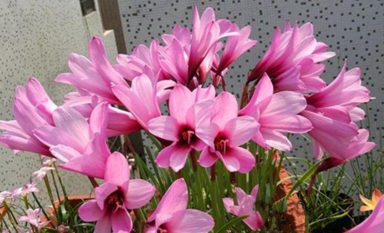 典雅|农历7月6号起,最适合养这些花,美观又大气,花开不断,高贵典雅